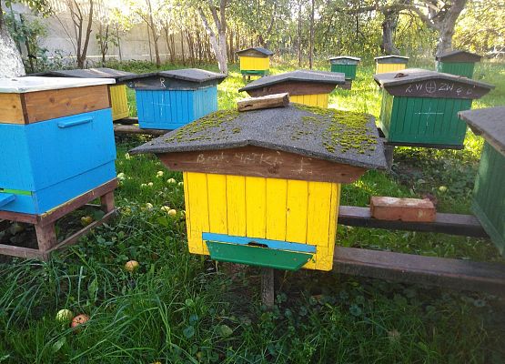 Grafika 4: Klasa II b oraz klasa III b z wizytą w pasiece