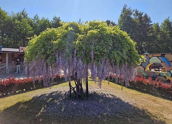 Grafika 19: Czerwcowa wycieczka kl. IIIB do Łeby