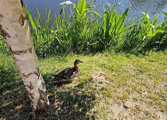 Grafika 80: Czerwcowa wycieczka kl. IIIB do Łeby