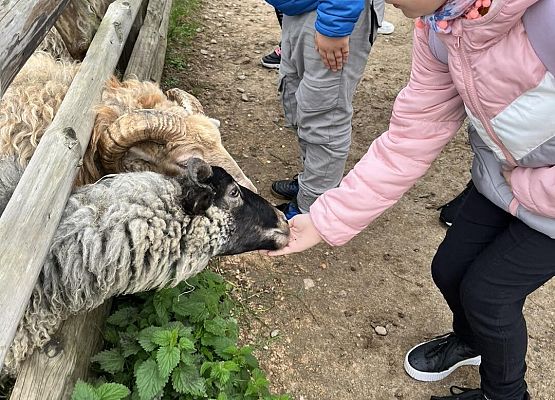 Grafika 13: Piesza wycieczka klas czwartych do Farmy Alexa