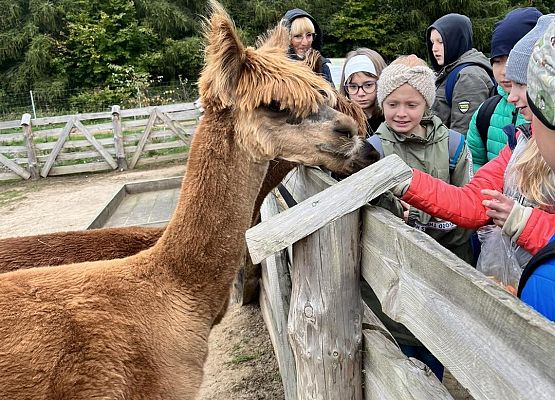Grafika 19: Piesza wycieczka klas czwartych do Farmy Alexa