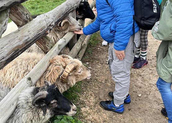 Grafika 37: Piesza wycieczka klas czwartych do Farmy Alexa