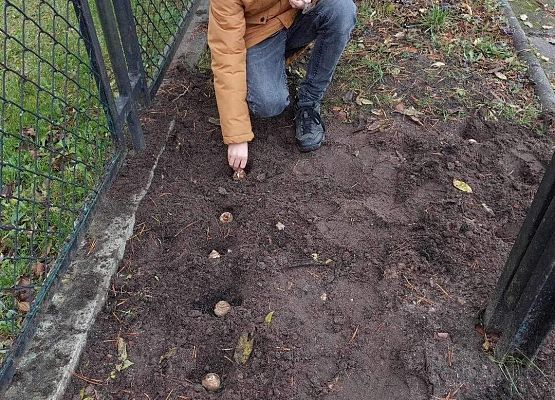 Grafika 4: Nasza szkoła bierze udział w Akcji Pola Nadziei 2023/2024 na rzecz Fundacji Lęborskiego Hospicjum Stacjonarnego