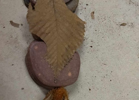 Grafika 13: Ekologiczne i przyrodnicze obchody Dnia Pluszowego Misia w Bibliotece Szkolnej w Wicku