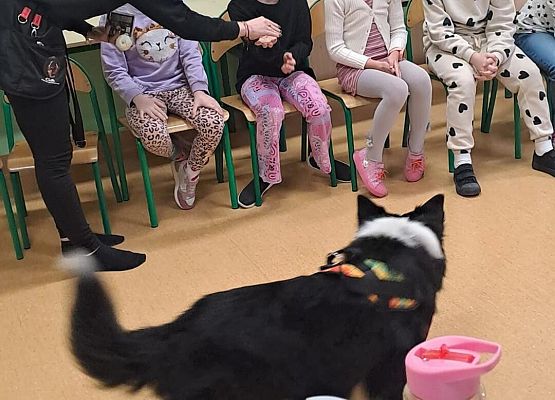 Grafika 15: Warsztaty edukacyjne dla klas I-III z psem Chilli na temat prawidłowego postępowania z czworonogami