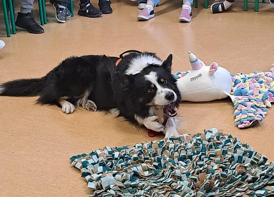 Grafika 36: Warsztaty edukacyjne dla klas I-III z psem Chilli na temat prawidłowego postępowania z czworonogami