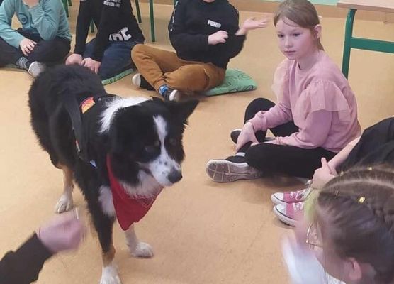 Grafika 37: Warsztaty edukacyjne dla klas I-III z psem Chilli na temat prawidłowego postępowania z czworonogami