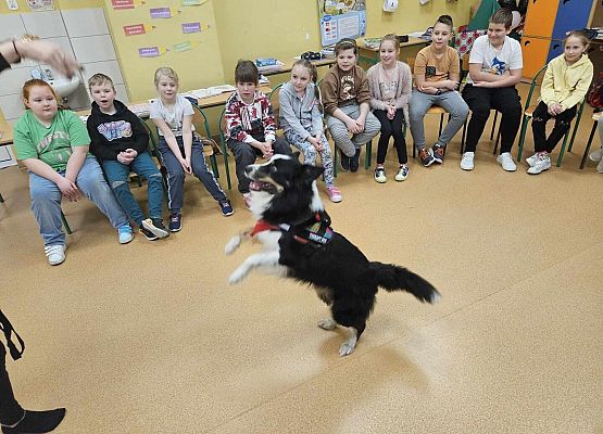 Grafika 39: Warsztaty edukacyjne dla klas I-III z psem Chilli na temat prawidłowego postępowania z czworonogami