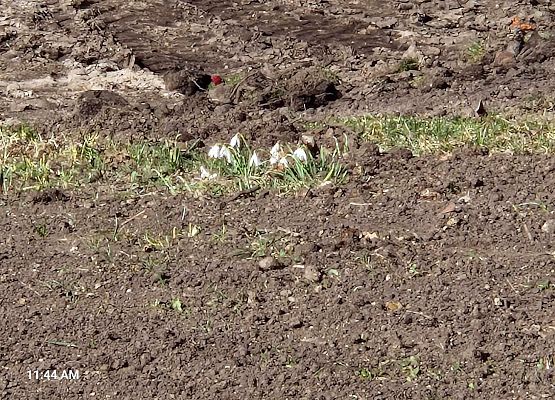 Grafika 4: IB na spacerze w poszukiwaniu wiosny