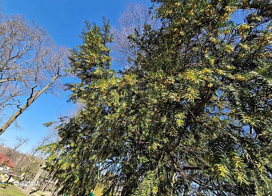 Grafika 8: IB na spacerze w poszukiwaniu wiosny