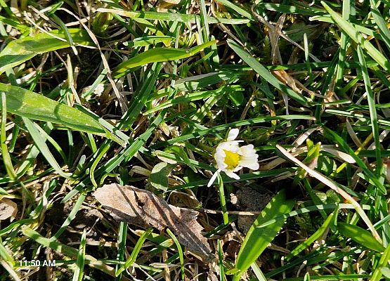 Grafika 10: IB na spacerze w poszukiwaniu wiosny