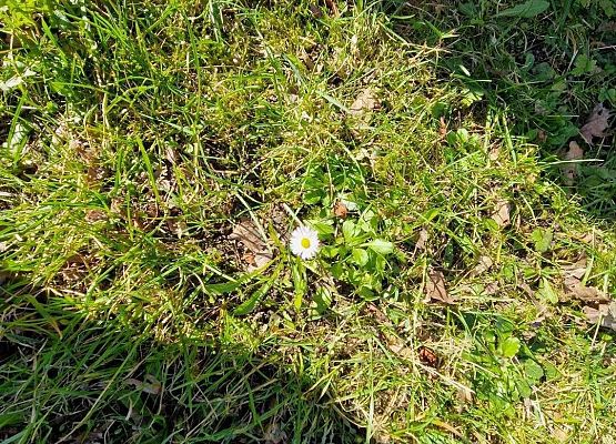 Grafika 13: IB na spacerze w poszukiwaniu wiosny