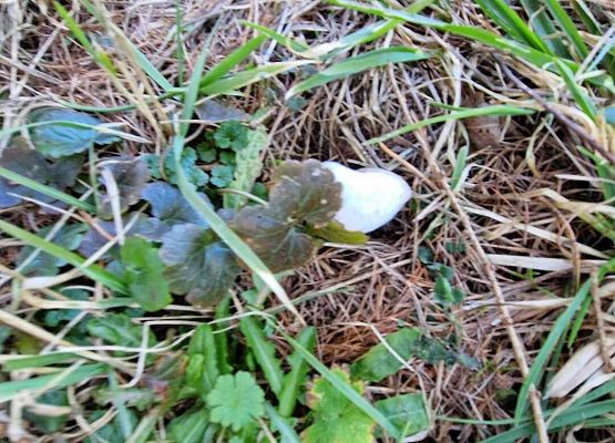 Grafika 14: IB na spacerze w poszukiwaniu wiosny