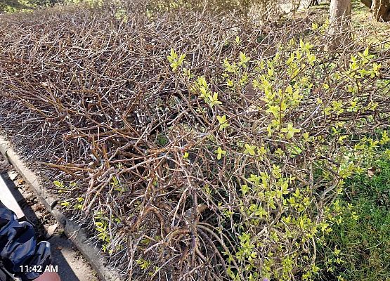 Grafika 16: IB na spacerze w poszukiwaniu wiosny