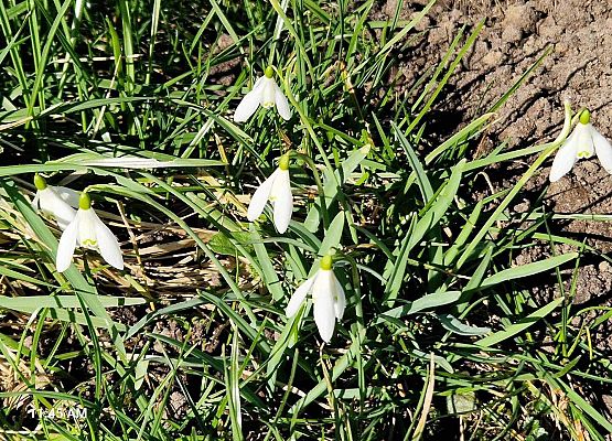 Grafika 22: IB na spacerze w poszukiwaniu wiosny