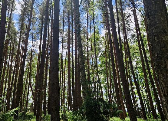 Grafika 35: Wycieczka do Rąbki i na wydmy ruchome klasy IB