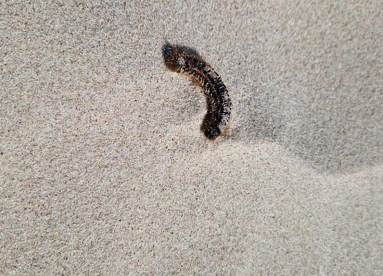 Grafika 52: Wycieczka do Rąbki i na wydmy ruchome klasy IB