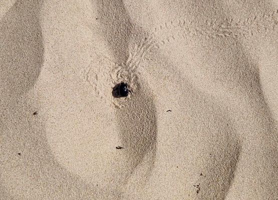 Grafika 83: Wycieczka do Rąbki i na wydmy ruchome klasy IB