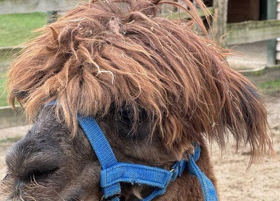 Grafika 9: Wyprawa IIA do Farmy Alexa