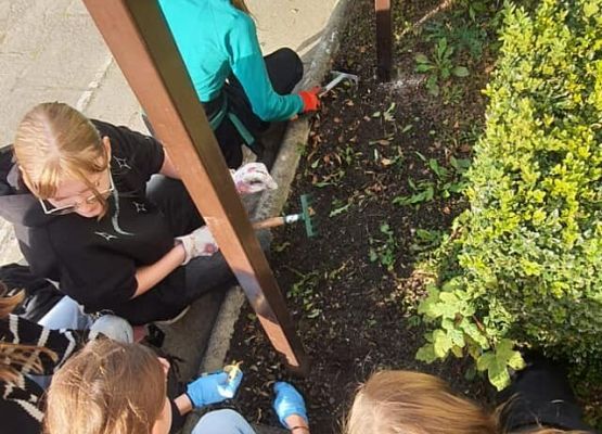 Grafika 2: Nasi wolontariusze posadzili żonkile w ramach  akcji Pola Nadziei