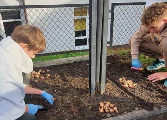 Grafika 1: Nasi wolontariusze posadzili żonkile w ramach  akcji Pola Nadziei