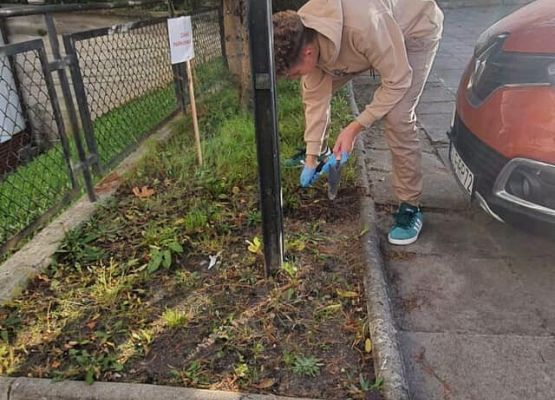 Grafika 3: Nasi wolontariusze posadzili żonkile w ramach  akcji Pola Nadziei