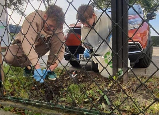 Grafika 5: Nasi wolontariusze posadzili żonkile w ramach  akcji Pola Nadziei