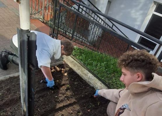 Grafika 6: Nasi wolontariusze posadzili żonkile w ramach  akcji Pola Nadziei