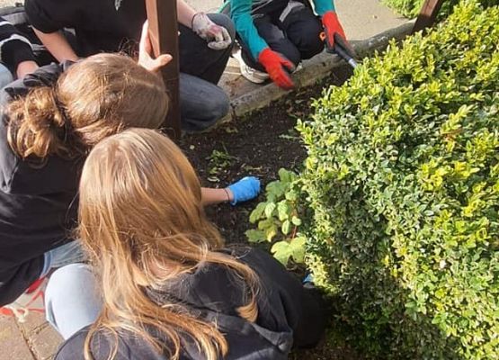 Grafika 7: Nasi wolontariusze posadzili żonkile w ramach  akcji Pola Nadziei