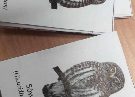 Grafika 12: Uczniowie Szkoły Podstawowej w Wicku na Nocy Sów!