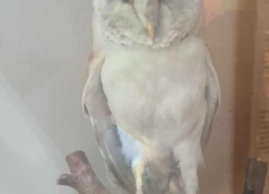 Grafika 13: Uczniowie Szkoły Podstawowej w Wicku na Nocy Sów!