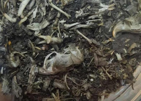 Grafika 16: Uczniowie Szkoły Podstawowej w Wicku na Nocy Sów!