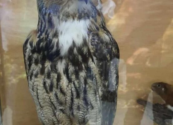 Grafika 22: Uczniowie Szkoły Podstawowej w Wicku na Nocy Sów!