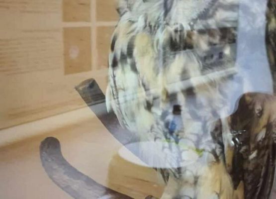 Grafika 23: Uczniowie Szkoły Podstawowej w Wicku na Nocy Sów!