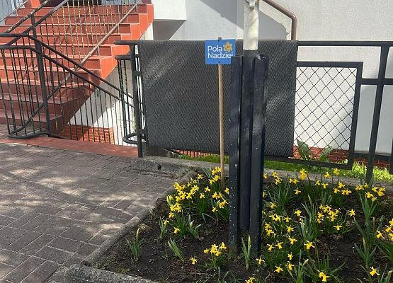 Grafika 2: Pola Nadziei zakwitły! 