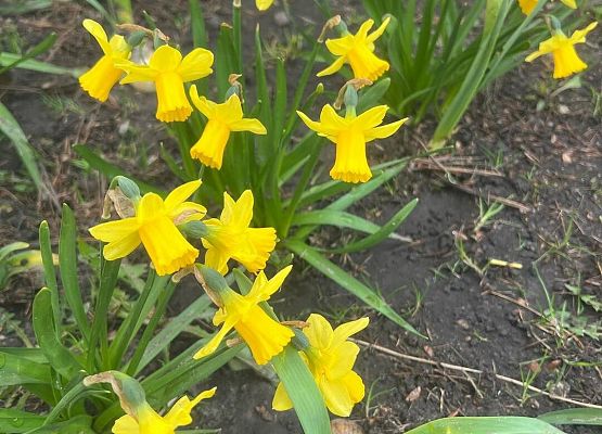 Grafika 4: Pola Nadziei zakwitły! 