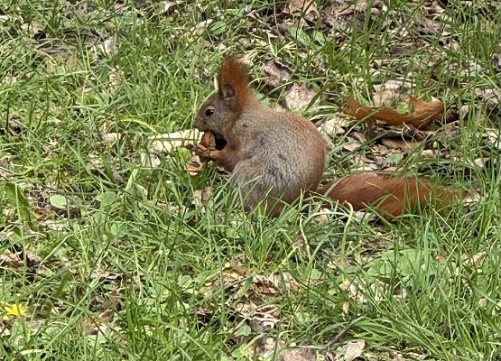 Grafika 9: Drugi dzień Szkolnego Klubu Europejskiego w Warszawie!