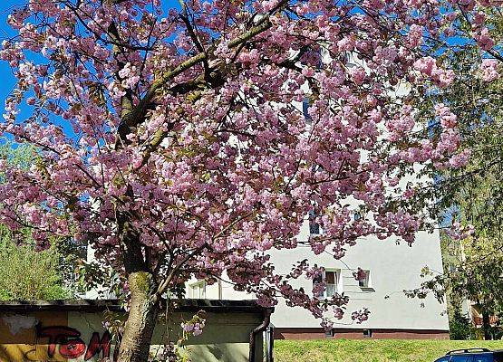 Grafika 54: Wyjazd do Słupsk klas I-III