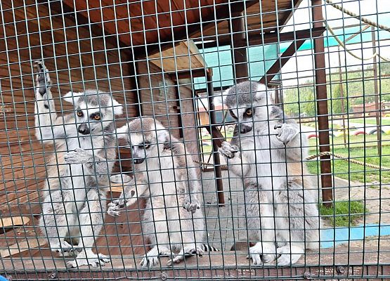 Grafika 2: IIIA w Lemur Parku w Rumi