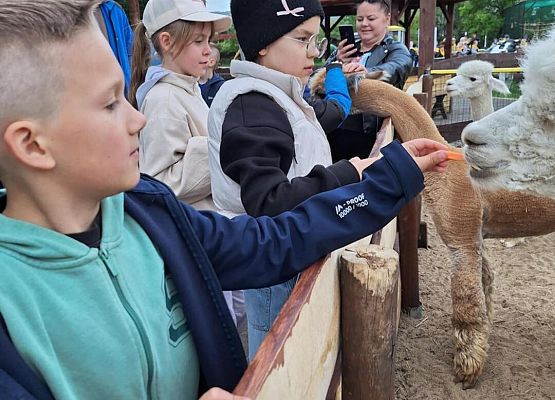 Grafika 13: IIIA w Lemur Parku w Rumi