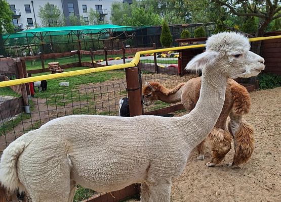 Grafika 21: IIIA w Lemur Parku w Rumi