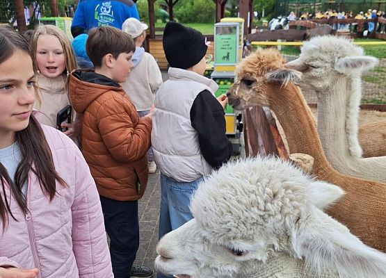 Grafika 25: IIIA w Lemur Parku w Rumi