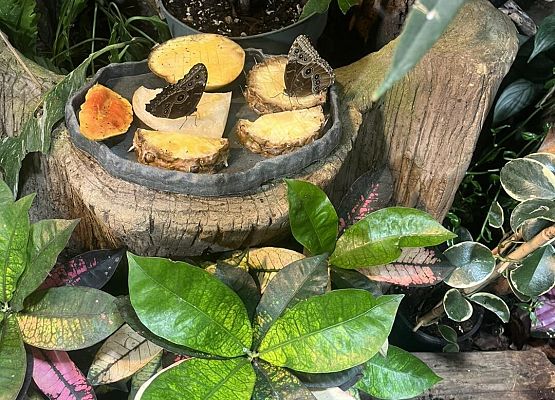 Grafika 45: Wycieczka klasy VIIIa do Wrocławia – miasta spotkań, krasnali i mostów 