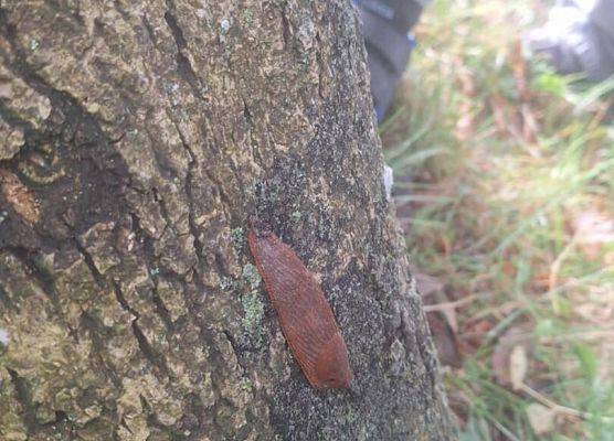 Grafika 7: Plenerowa lekcja pierwszaków o jesieni