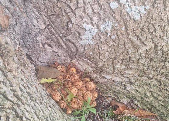 Grafika 9: Plenerowa lekcja pierwszaków o jesieni